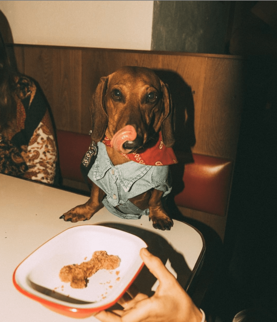 Dog eating at pet-friendly restaurant Dallas Burger Joint