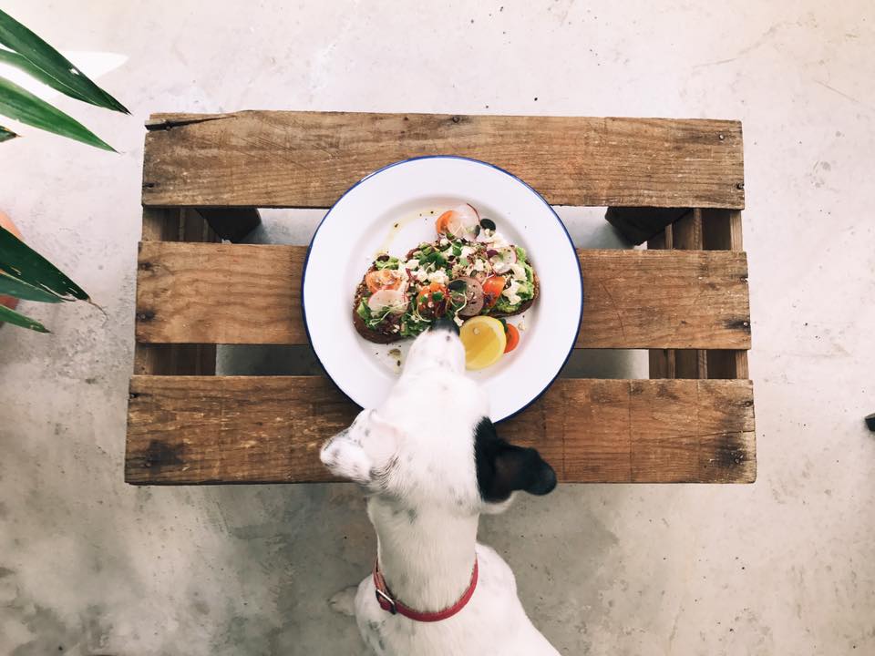 Dog and toast on pet-friendly bar Heim Café
