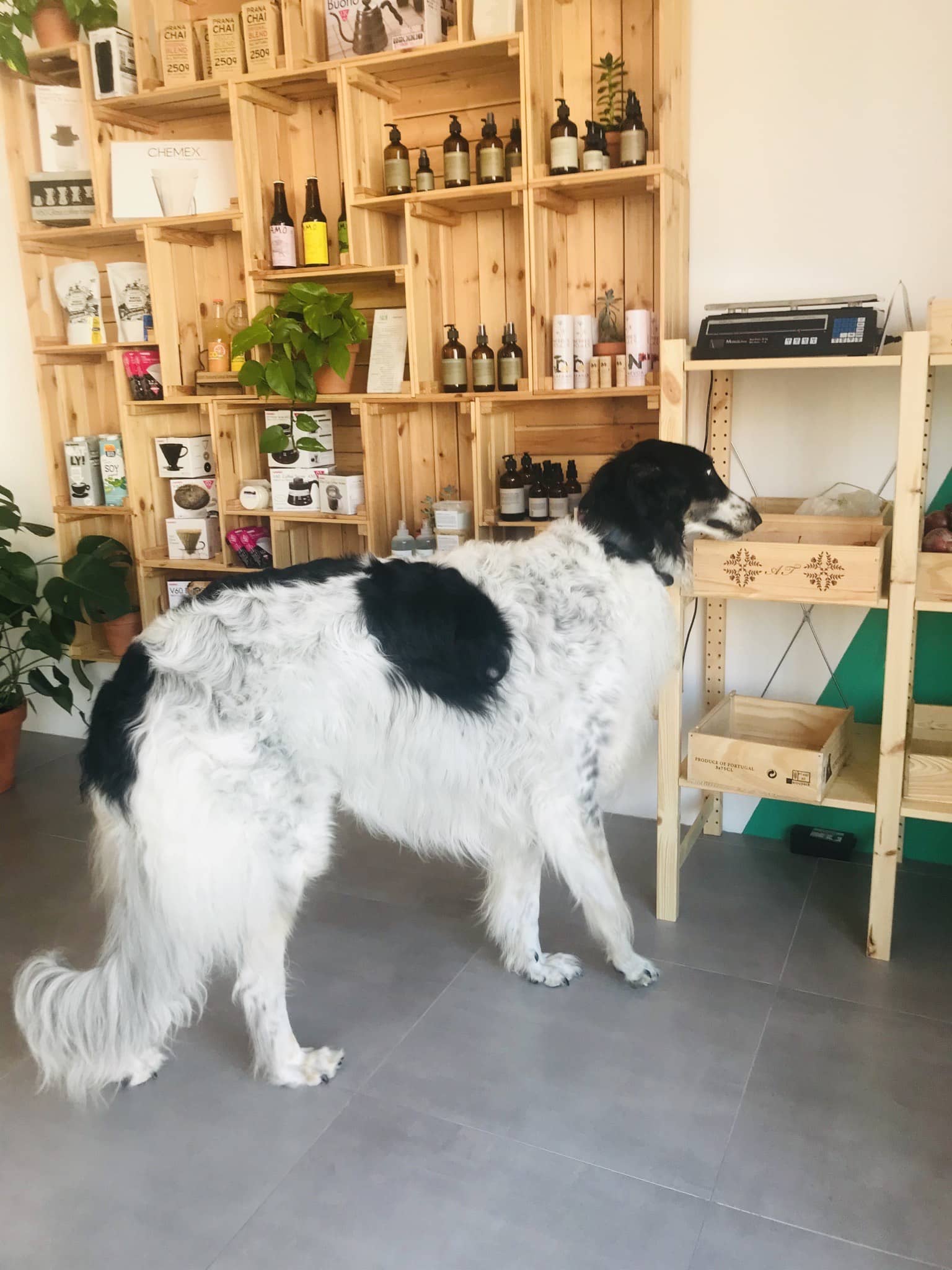 Dog inside pet-friendly bar KAYA