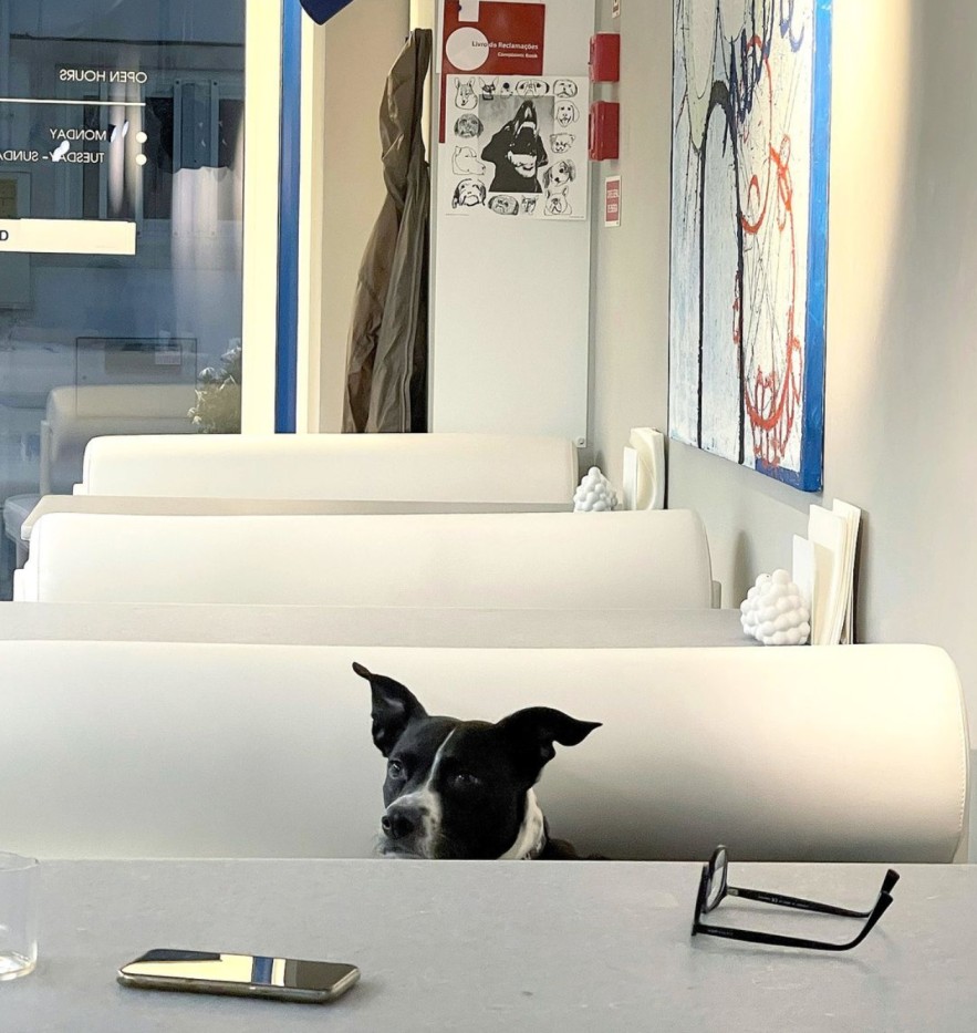 Dog sitting on pet-friendly bar The Capsule Ericeira