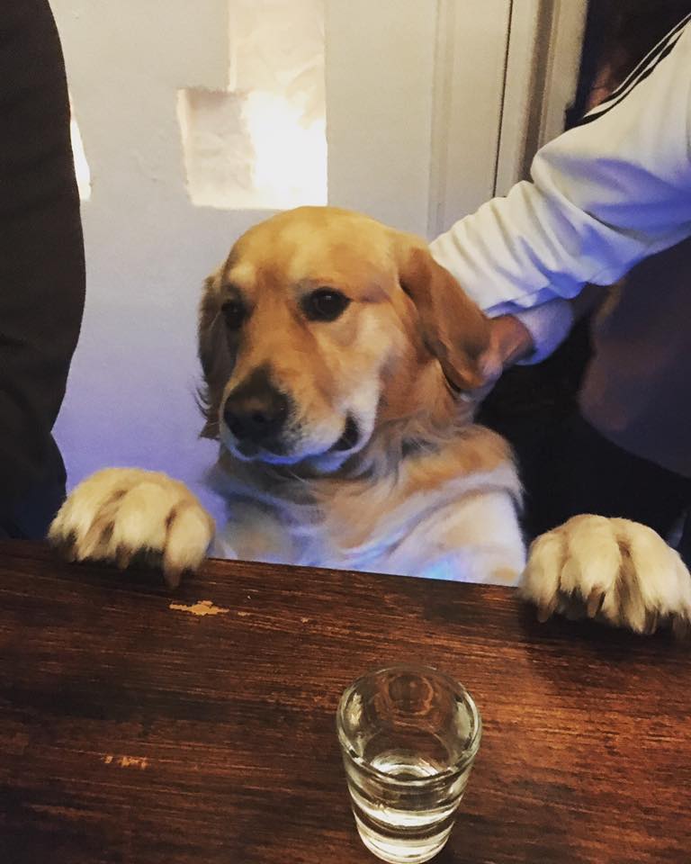 Dog inside pet-friendly bar Hemingway’s Ericeira
